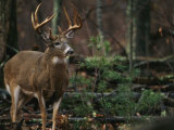 A Portrait of a 12-Point White-Tailed Deer Buck Fotografie-Druck von Raymond Gehman