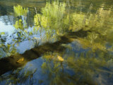 Trees Reflected in the Water Fotografisk trykk av David Boyer Trees Reflected in the Water Fotografisk trykk av David Boyer