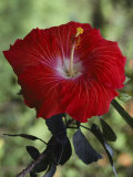 A Close View of a Hibiscus Blossom Photographie par Jodi Cobb
