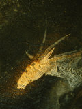 A San Mural Painting of an Eland, an Animal Sacred to the San Fotografisk tryk af Kenneth Garrett