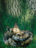 Red Fox (Vulpes Vulpes) in a Soft Trap Photographic Print by Joel Sartore