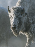 Frostbedecktes Fell eines amerikanischen Bisons an einem kühlen Morgen Fotografie-Druck von Tom Murphy