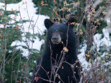 A Black Bear Looks Out of a Forest While Hunting for Food Photographie par Taylor S. Kennedy