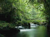 Un cours d'eau sillonne la jungle birmane Photographie par Steve Winter
