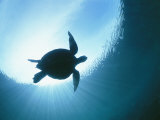 A Silhouetted View of an Endangered Loggerhead Sea Turtle Photographie par Nick Caloyianis
