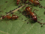 Honey Ants Gather Honey Dew Secreted by Aphids the Ants Farm Photographic Print by George Grall