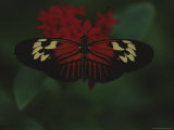 A Close View of a Red and White Butterfly on a Red Flower Photographic Print by Raul Touzon