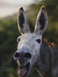Close View of a Braying Donkey Photographic Print by Jodi Cobb