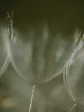 A Close View of a Dandelion Seed Photographie par Raul Touzon