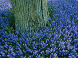 The Base of a Tree Trunk is Surrounded by Lavender Muscari Inside the Keukenhof Flower Park Fotografisk trykk av Sisse Brimberg