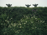 Three Cows Peer over a Hedge Garlanded with Wildflowers Photographic Print by Sam Abell