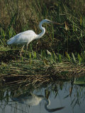 White Great Blue Heron in Pickerel Weeds and Marsh Reeds Photographic Print by Raymond Gehman