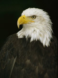 Portrait of an American Bald Eagle Photographic Print by Anne Keiser