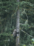 A Grizzly Bear Clings to a Fir Tree it is Climbing Photographic Print by Tom Murphy