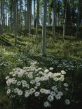 A Cluster of Daisies and Aspen Trees Outside of Telluride, Colorado Photographic Print by Taylor S. Kennedy