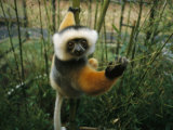 Diademed Sifaka Lemur Photographic Print by Stephen Alvarez