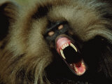 A Male Gelada Baboon Bares His Fangs Photographic Print by Michael Nichols