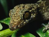 Head of a Gecko Photographic Print by Tim Laman