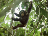 Young Chimpanzee Hangs from a Tree Limb Photographic Print by Michael Nichols