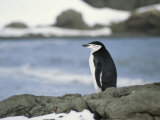 Chinstrap Penguin Photographie par Gordon Wiltsie