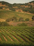 Sonoma County Vineyards, California Photographic Print by Michael S. Lewis