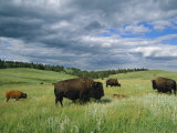 Bison and Their Calves Graze in Custer State Park Photographie par Annie Griffiths Belt