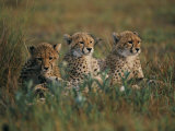 A Portrait of Three African Cheetahs Resting in the Grass Lámina fotográfica por Chris Johns A Portrait of Three African Cheetahs Resting in the Grass Lámina fotográfica por Chris Johns