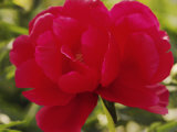 Close View of a Red Peony Blossom Photographie par Anne Keiser