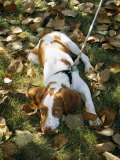 Portrait of a Brittany Spaniel Puppy Lying Among Fallen Autumn Leaves Photographic Print by Paul Damien
