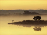 Early Morning Mist Shrouds Black Duck Pond with a Sika Deer Lámina fotográfica por James P. Blair Early Morning Mist Shrouds Black Duck Pond with a Sika Deer Lámina fotográfica por James P. Blair