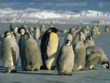 An Adult Emperor Penguin Joins a Group of Juveniles with Downy Coats Photographic Print by Maria Stenzel