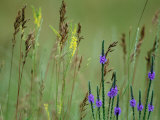 Prairie Grasses and Prairie Flowers Lámina fotográfica por Annie Griffiths Belt Prairie Grasses and Prairie Flowers Lámina fotográfica por Annie Griffiths Belt