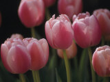 Close View of Tulips Blooming in the Chicago Botanic Garden Photographie par Paul Damien