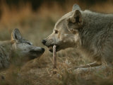 Gray Wolf Pup Begs an Adult for a Bone to Chew Photographie par Jim And Jamie Dutcher