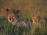 A Group of African Cheetahs Resting in the Grass Photographic Print by Chris Johns