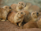 A Group of Prairie Dogs Cluster Around the Entrance to Their Den Lámina fotográfica por Annie Griffiths Belt A Group of Prairie Dogs Cluster Around the Entrance to Their Den Lámina fotográfica por Annie Griffiths Belt