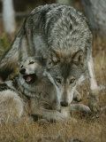 Gray Wolf with a Menacing Expression Stands over Another Fotoprint van Jim And Jamie Dutcher Gray Wolf with a Menacing Expression Stands over Another Fotoprint van Jim And Jamie Dutcher