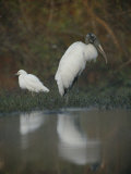 A Wood Stork and a Snowy Egret Standing at Waters Edge Photographic Print by Joel Sartore