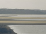 Australian Pelican Dwarfed by Tidal Mud Flat Photographic Print by Jason Edwards