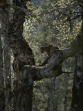 Mountain Lion Climbs up onto a Tree Limb Photographic Print by Jim And Jamie Dutcher
