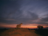 An African Cheetah Stands Majestically on a Large Mound in Front of a Beautiful Sunset Fotografisk tryk af Chris Johns An African Cheetah Stands Majestically on a Large Mound in Front of a Beautiful Sunset Fotografisk tryk af Chris Johns
