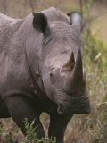 A close view of a white rhinoceros, Ceratotherium simum Lámina fotográfica A close view of a white rhinoceros, Ceratotherium simum Lámina fotográfica
