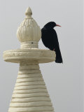 A Blackbird Perches on a Chorten, a Tibetan Stupa Photographic Print by David Edwards