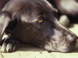 Black Lab Lounges in the Afternoon Sun Photographic Print by Stacy Gold
