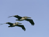 Pair of Brown Pelicans in Flight Photographic Print by Marc Moritsch
