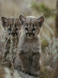 Pair of Eight-Week-Old Cougar Kittens Photographic Print by Jim And Jamie Dutcher