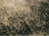 An Aerial View of a Herd of Wildebeests Photographic Print by Chris Johns