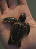 A Newly-Hatched Loggerhead Sea Turtle on the Palm of a Human Hand Photographic Print by Michael Melford