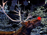 Rudolph with Your Nose So Bright, at Tivoli Gardens, Denmark Photographie par Keenpress 