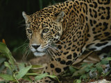 A Close View of a Captive Jaguar, Panthera Onca Fotografie-Druck von Tim Laman